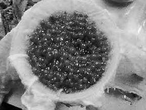 40d菌龄菌种培养出的菌丝球