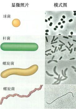 细菌的形态