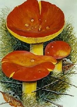 黄斑红菇